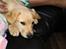 Labrador retriever Lupa