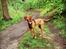 Vizsla Atlas 