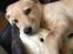 Labrador retriever Lupa