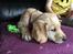 Labrador retriever Lupa
