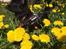 Blanding af racer Mini Million - Blomster babe