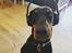 Dobermann Dobergaarden Forever Irish