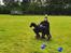 Dobermann Dobergaarden Forever Irish