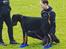 Dobermann Dobergaarden Forever Irish