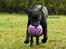 Labrador retriever Pinnmoors Perry Tequila