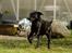 Labrador retriever Pinnmoors Perry Tequila