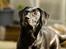 Labrador retriever Pinnmoors Perry Tequila