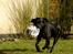 Labrador retriever Pinnmoors Perry Tequila