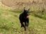 Labrador retriever Pinnmoors Perry Tequila