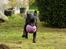 Labrador retriever Pinnmoors Perry Tequila