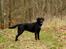 Labrador retriever Pinnmoors Perry Tequila