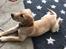 Labrador retriever Lupa