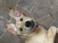 Labrador retriever Lupa