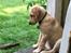 Labrador retriever Lupa