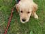 Golden retriever Ellie
