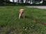 Golden retriever Ellie