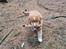 Nova scotia duck tolling retriever Chance