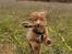 Nova scotia duck tolling retriever Chance