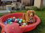 Nova scotia duck tolling retriever Chance