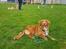 Nova scotia duck tolling retriever Chance