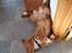 Nova scotia duck tolling retriever Chance