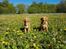 Nova scotia duck tolling retriever Chance