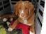 Nova scotia duck tolling retriever Chance