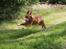 Nova scotia duck tolling retriever Chance