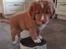 Nova scotia duck tolling retriever Chance