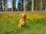 Nova scotia duck tolling retriever Fenja