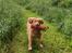 Nova scotia duck tolling retriever Fenja