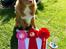Nova scotia duck tolling retriever Flóki/Toller's Delight Viking Warrior - Flóki fik Særdeles Lovende, 1. vinder og Bedste Hvalp I Racen begge dage til DKK udstillingen i Vejen, juni 2019 6,5 mdr. 