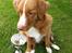 Nova scotia duck tolling retriever Flóki/Toller's Delight Viking Warrior - Flóki BIS 2 Baby DRK skue, knap 6 mdr. 