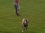 Whippet All Stars Emil 