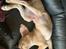 Labrador retriever Lupa