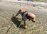 Labrador retriever Lupa