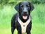 Labrador retriever Enya - Juni 2019