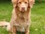 Nova scotia duck tolling retriever Mika "Himmelhund" 