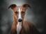 Whippet Bertram 