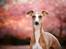 Whippet Bertram 