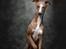 Whippet Bertram 
