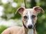 Whippet Bertram 