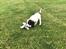 Engelsk springer spaniel Cody