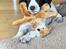 Engelsk springer spaniel Cody
