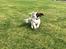 Engelsk springer spaniel Cody