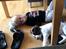Engelsk springer spaniel Cody
