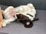 Engelsk springer spaniel Cody