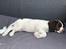 Engelsk springer spaniel Cody