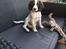 Engelsk springer spaniel Cody