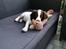 Engelsk springer spaniel Cody